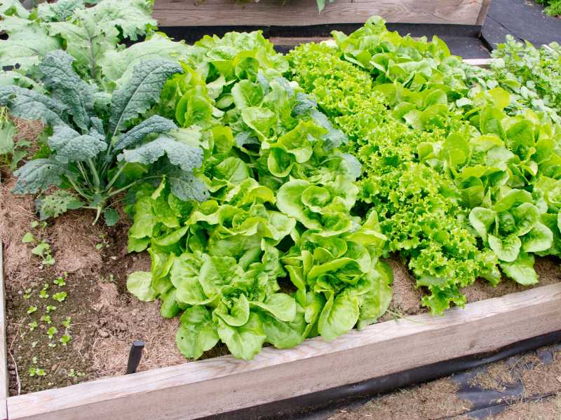 These are the best vegetables to grow in raised beds.
