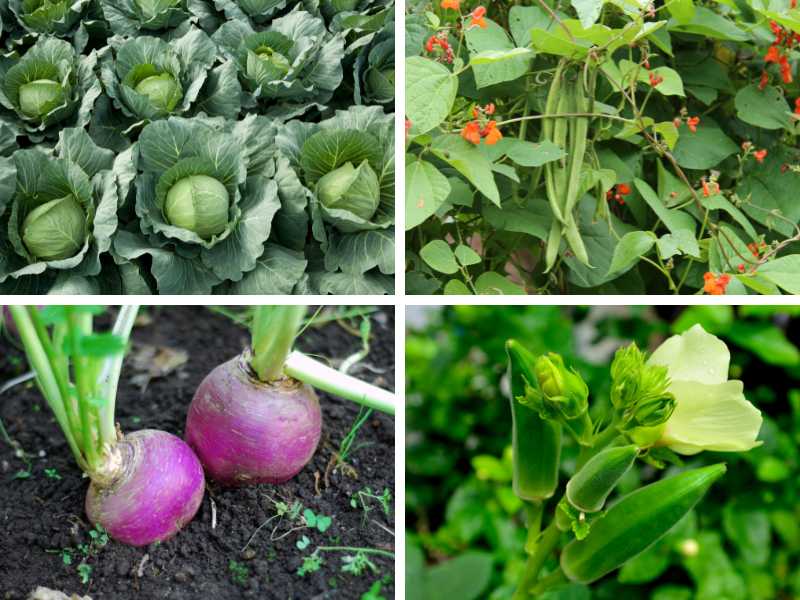 Cabbage, runner beans, turnips and okra are among the best vegetables to plant in April.
