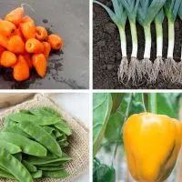 Chantenay carrots, leeks, snow peas and sweet pepper - Some of the best vegetables to plant in March.