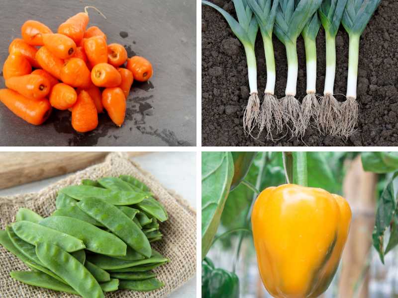 Chantenay carrots, leeks, snow peas and sweet pepper - Some of the best vegetables to plant in March.