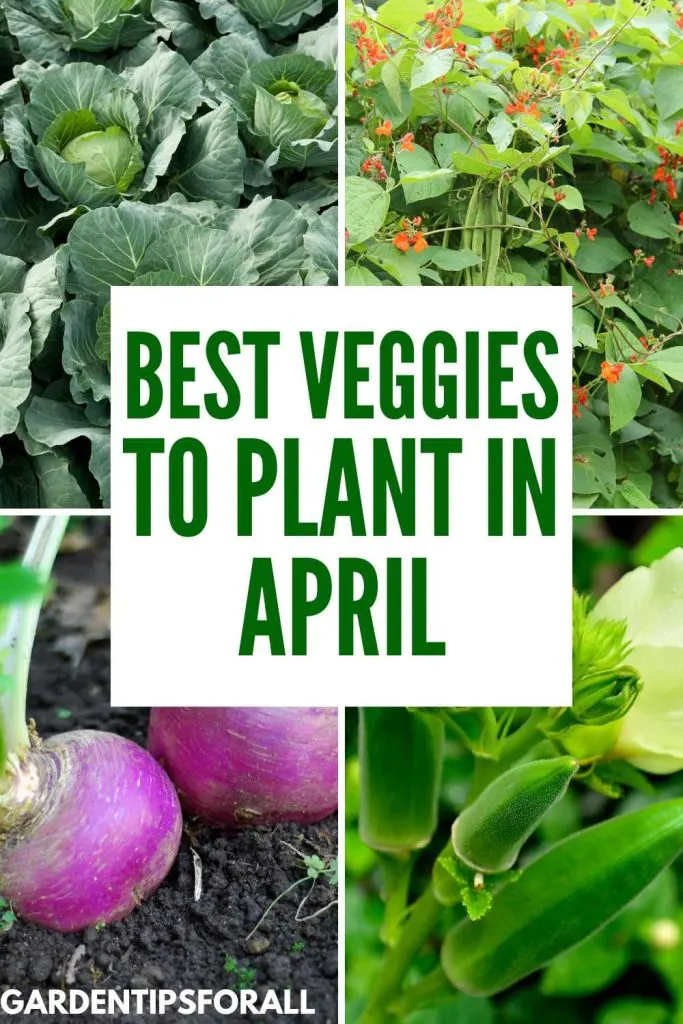 Cabbage, runner beans, turnips and okra and text overlay that reads, "Best veggies to plant in April".