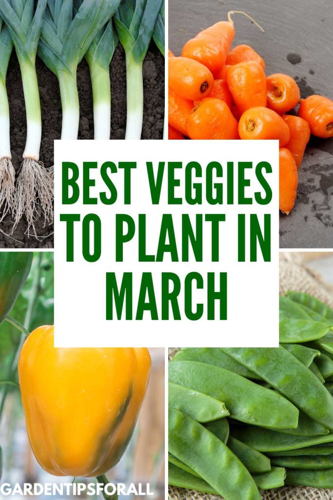Chantenay carrots, leeks, snow peas and sweet pepper and text overlay that reads, "Best veggies to plant in March".