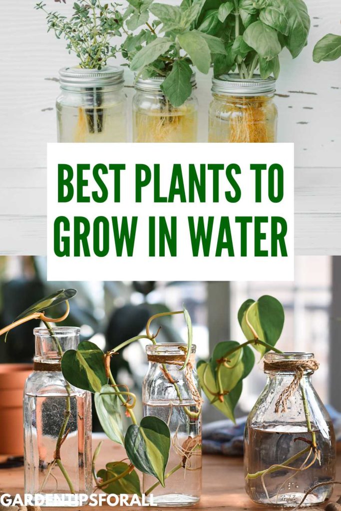 Plants growing in jars of water and text overlay that reads, "Best plants to grow in water".