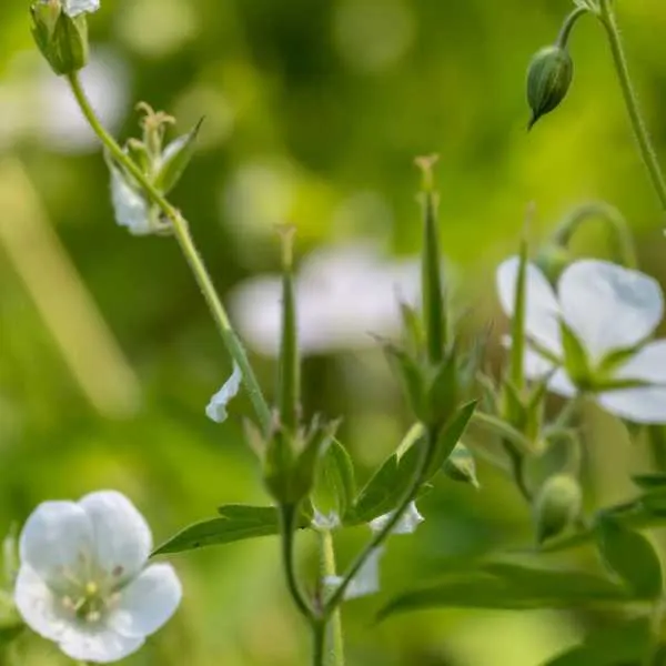 Alba Geranium