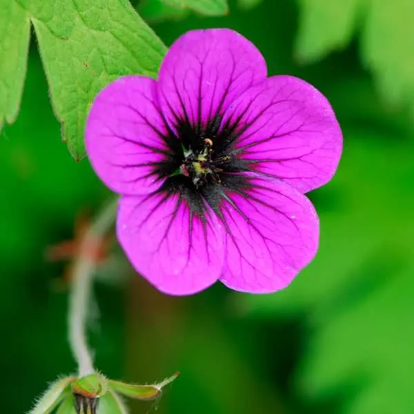 Ann Folkard Geranium