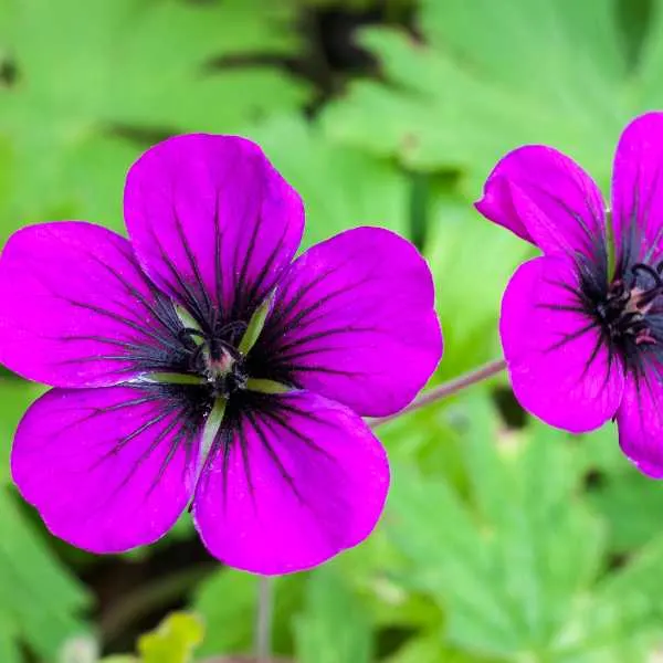 Anne Thomson Geranium