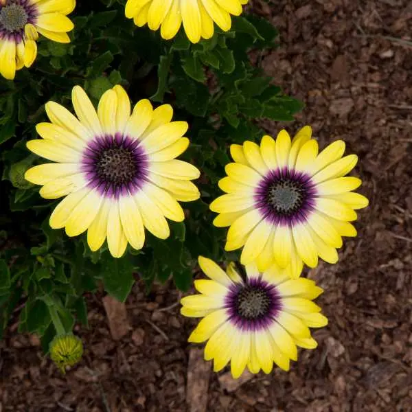 Blue-Eyed African Daisy