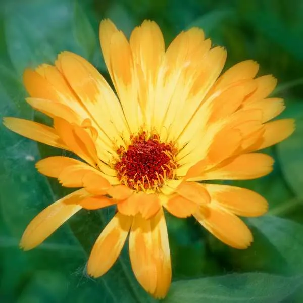 Botterblom Marigold Daisy