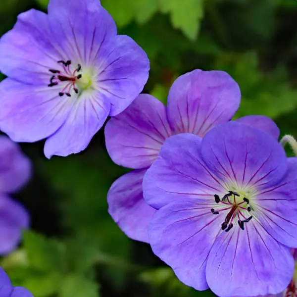 Brookside Geranium