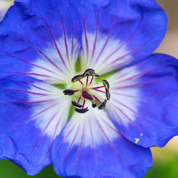 Buxton Blue Geranium