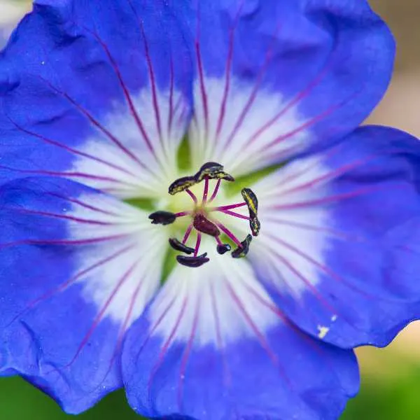 Buxton Blue Geranium