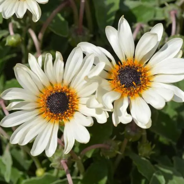 Cream African Daisy