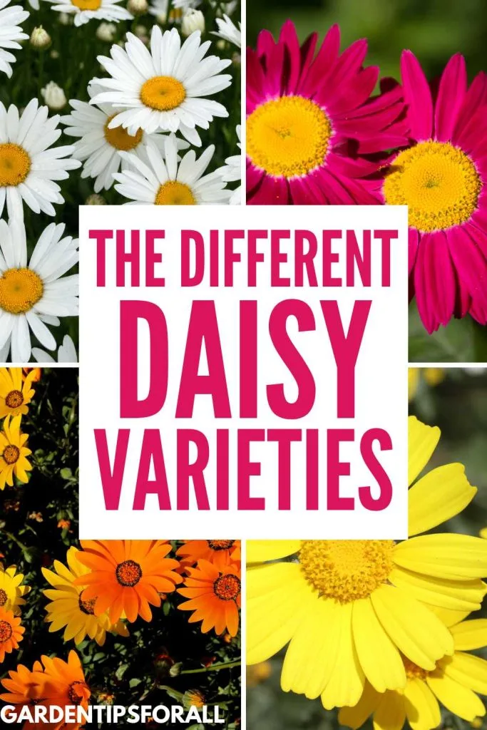 Assorted daisy varieties.