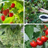 Raspberries, blackberries, pole beans and tomatoes - some of the best edible climbing plants.
