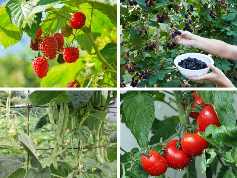 Raspberries, blackberries, pole beans and tomatoes - some of the best edible climbing plants.