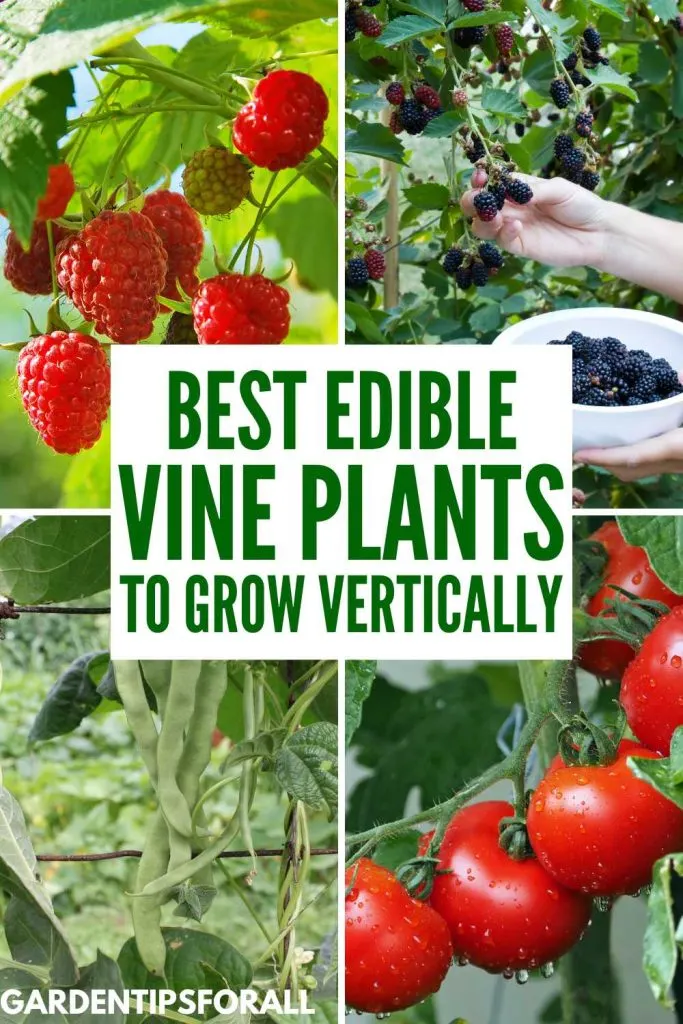Raspberries, blackberries, pole beans and tomatoes and text overlay that reads, "Best edible vine plants to grow vertically".