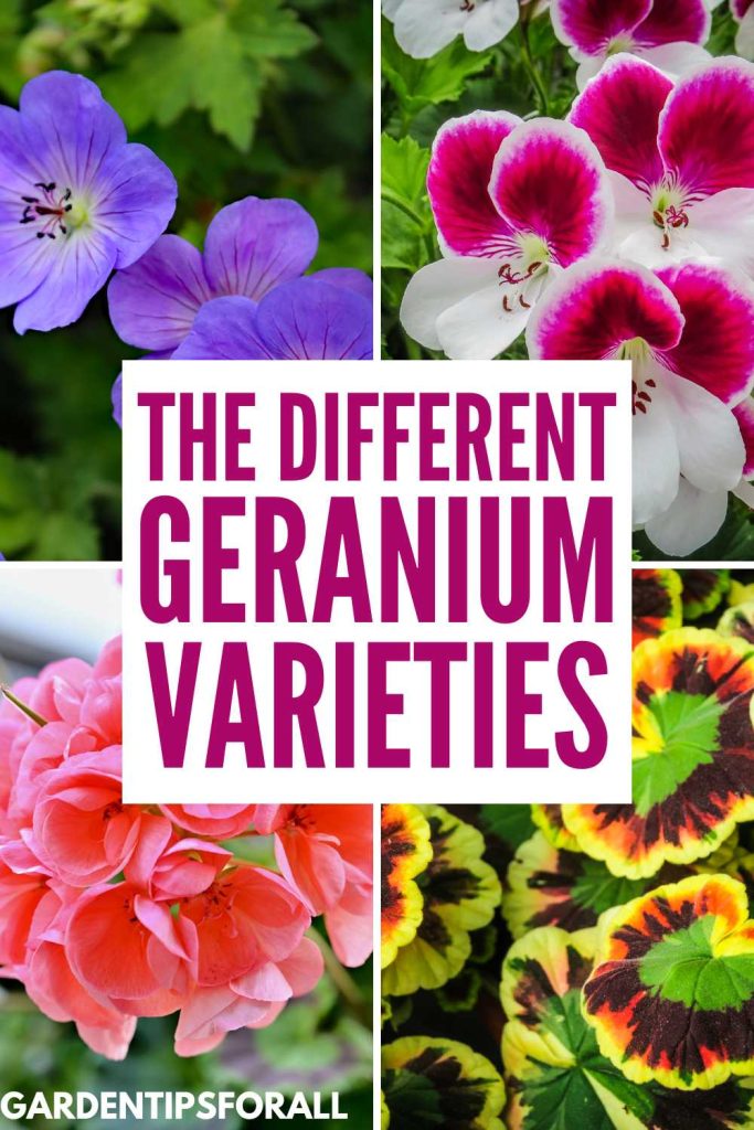 The different geranium varieties.