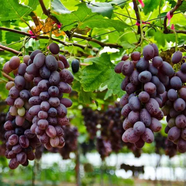 Grape vine