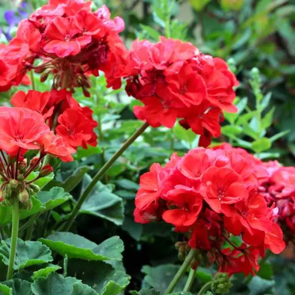 Interspecific Geraniums