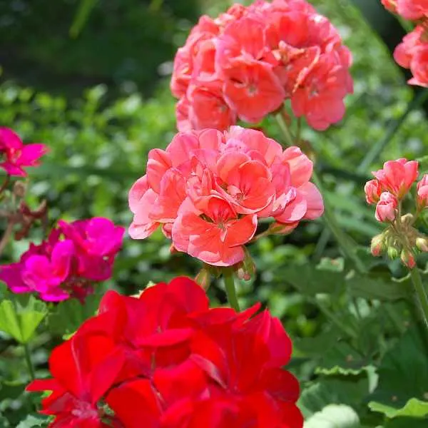 Ivy Geraniums