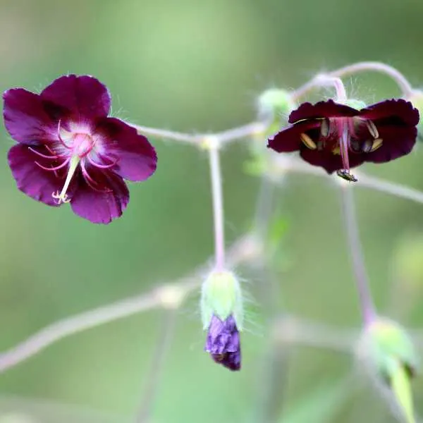 Mourning Widow Geranium