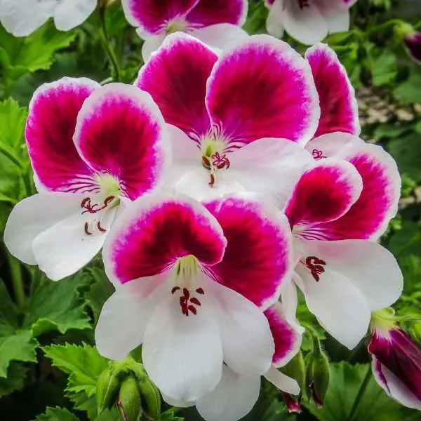 Regal Geraniums