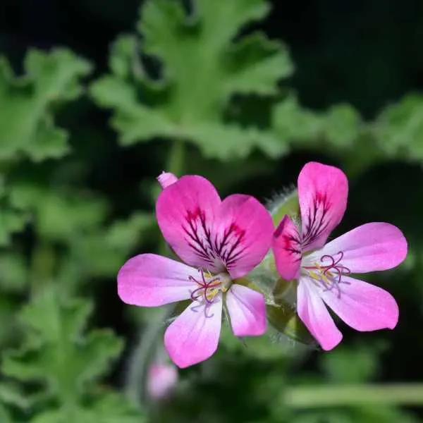 Scented Geraniums