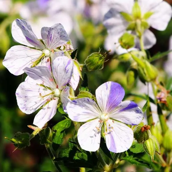 Splish Splash Geranium