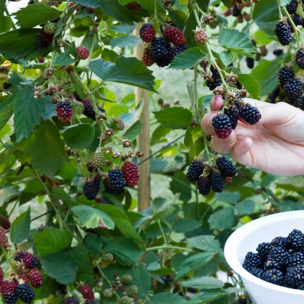 Trailing Blackberries