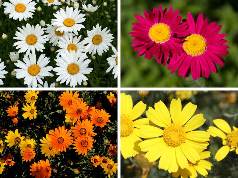 Different types of daisies.
