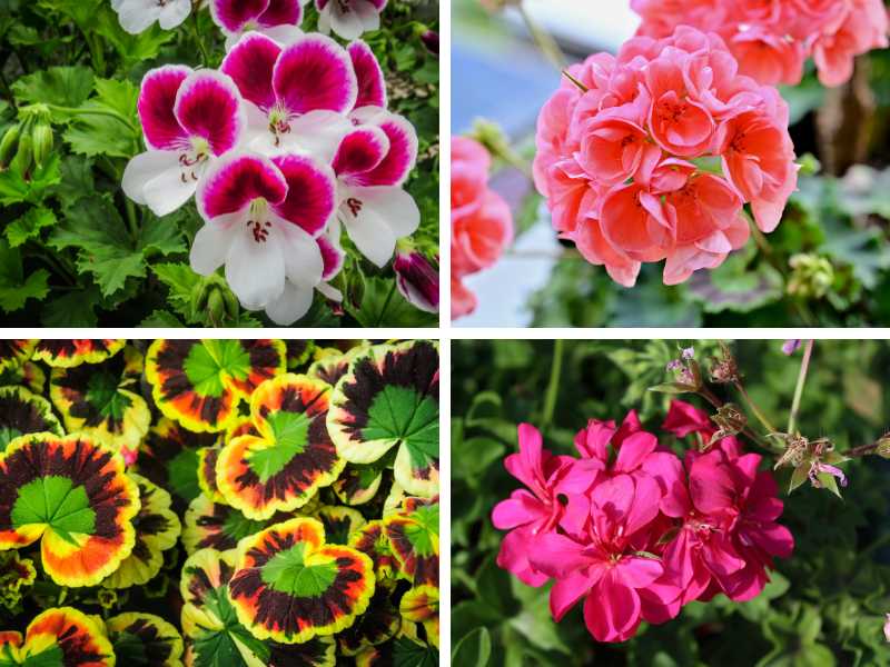 Different types of geraniums.