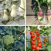 Butternut squash, rutabaga, broccoli and cherry tomatoes - some of the best vegetables to plant in May.