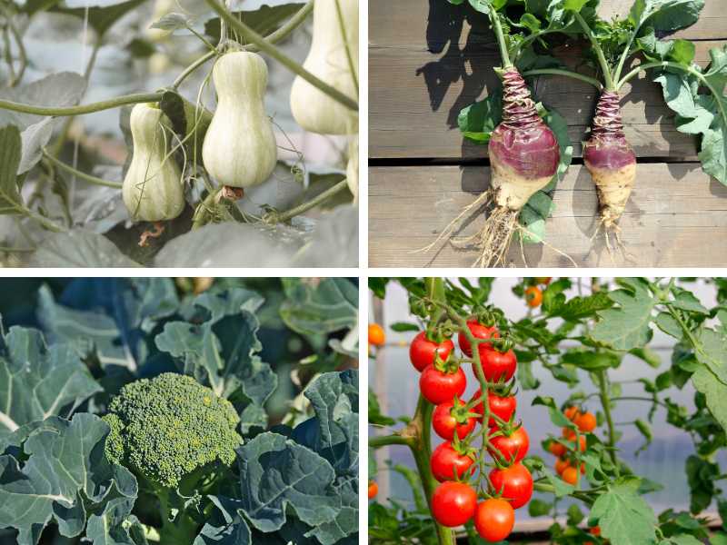 Butternut squash, rutabaga, broccoli and cherry tomatoes - some of the best vegetables to plant in May.