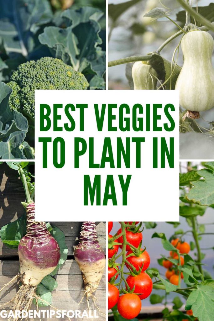Butternut squash, rutabaga, broccoli and cherry tomatoes and text overlay that reads, "Best veggies to plant in May".