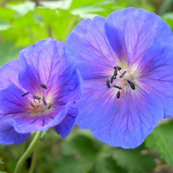 Wild Geranium