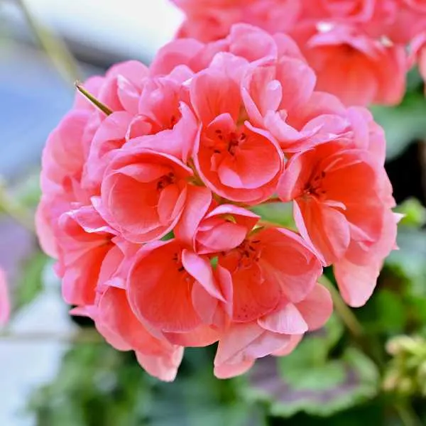 Zonal Geraniums