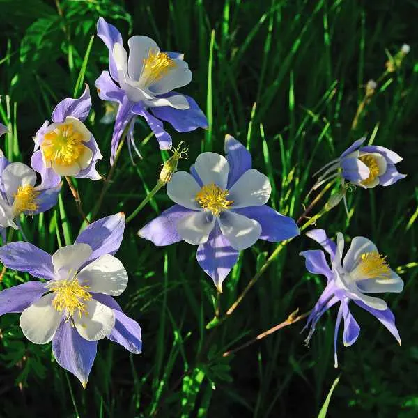 Columbine Flower