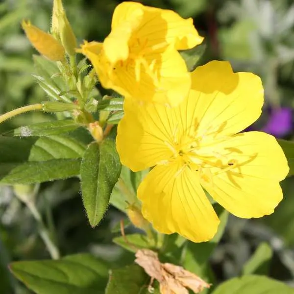 Common Evening Primrose