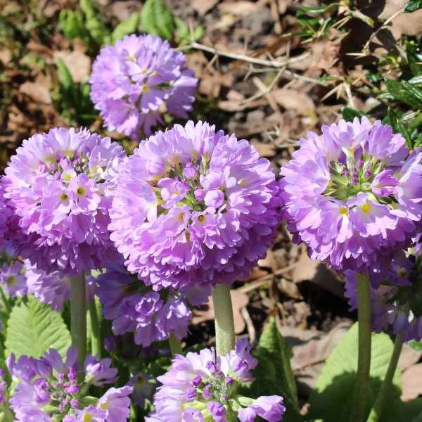 Drumstick Primrose