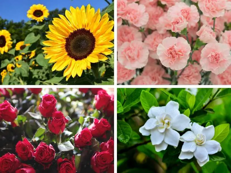 Flowers that represent love and romance.