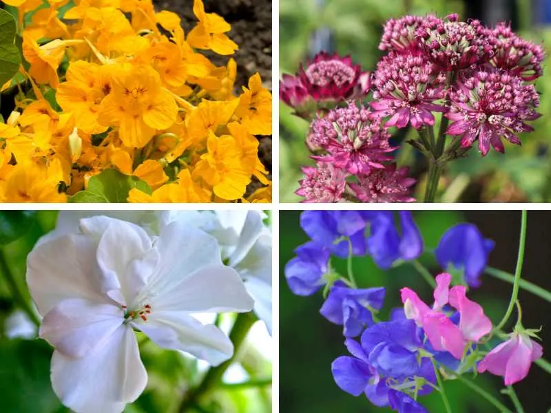 Different flowers that represent strength.