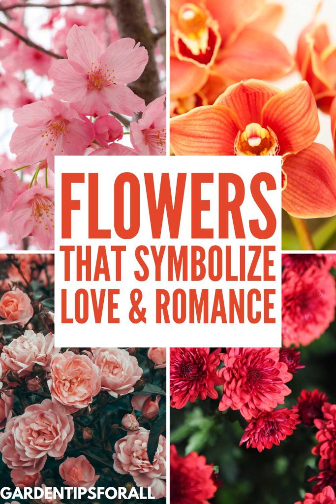 Flowers that symbolize love and romance.