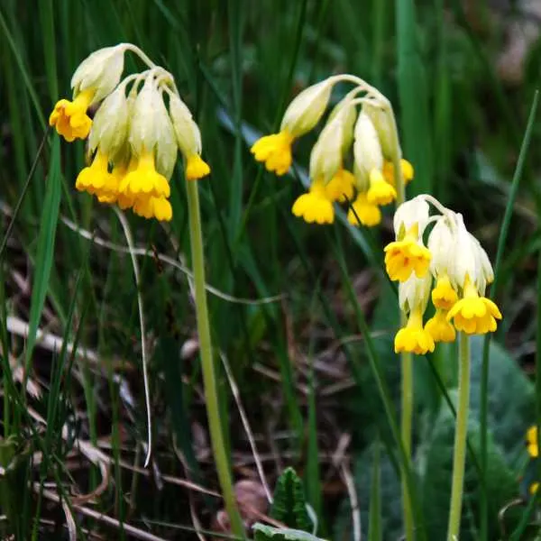 Moonlight Primrose