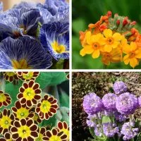 Various primrose varieties.