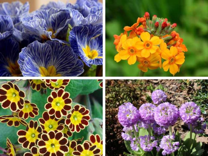 13 Awesome Primrose Varieties + Pictures