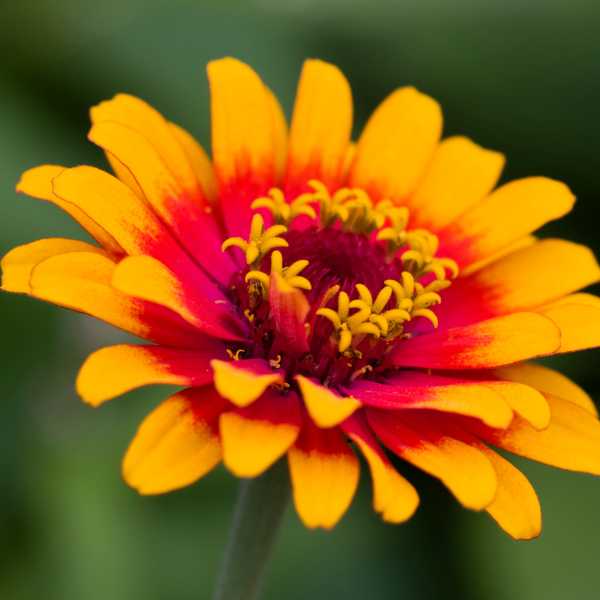 Profusion Red and Yellow Bi-Colored Zinnias