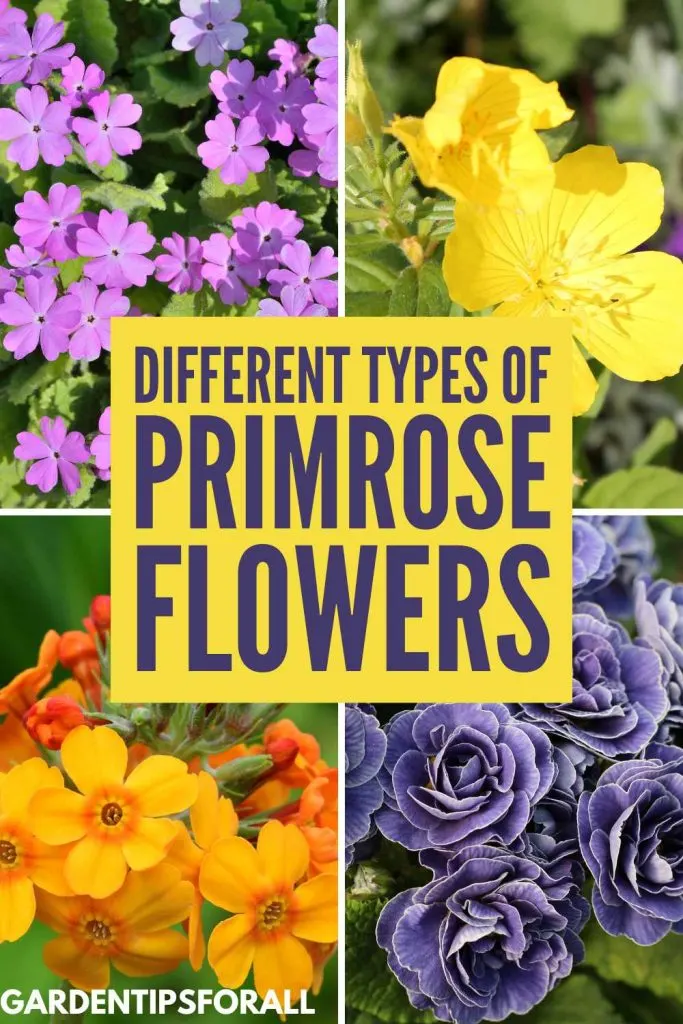 Different types of primrose flowers.