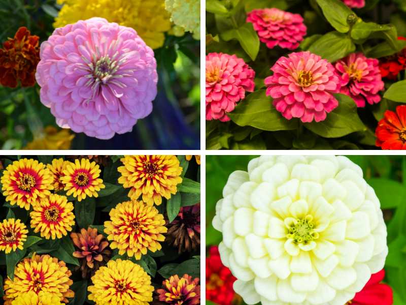 Different types of zinnia flowers.
