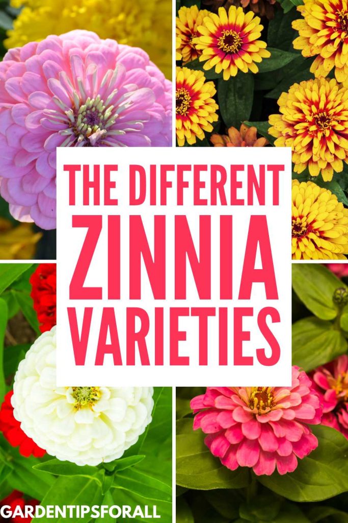 Different zinnia varieties.