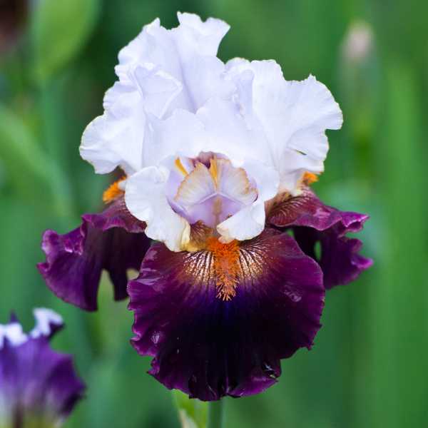 Bearded Iris.